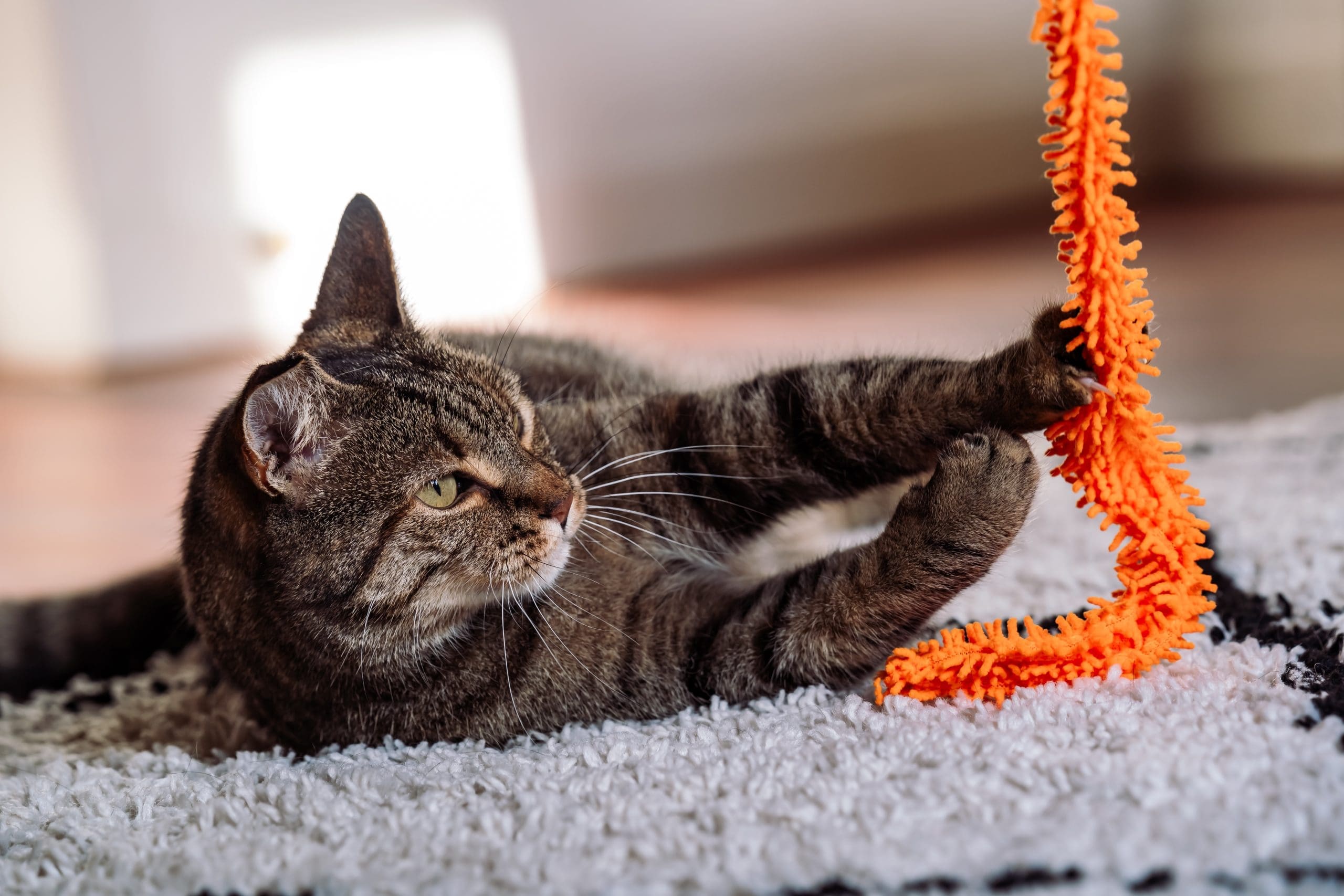 Spelen met je kat