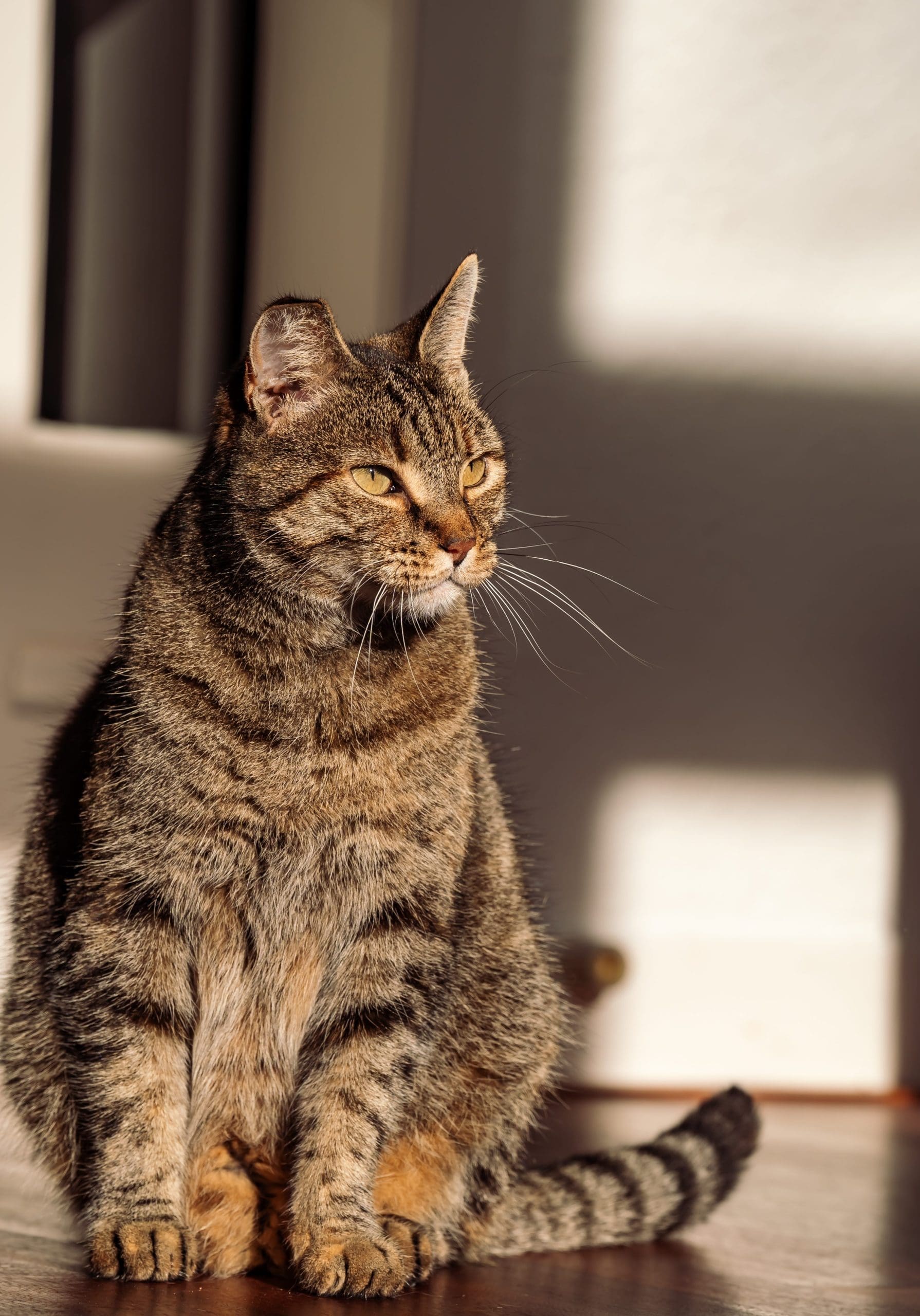 Reading voor kat