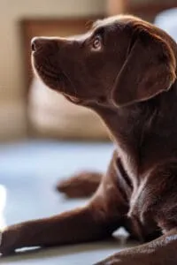 Waarom blaft mijn hond zoveel?