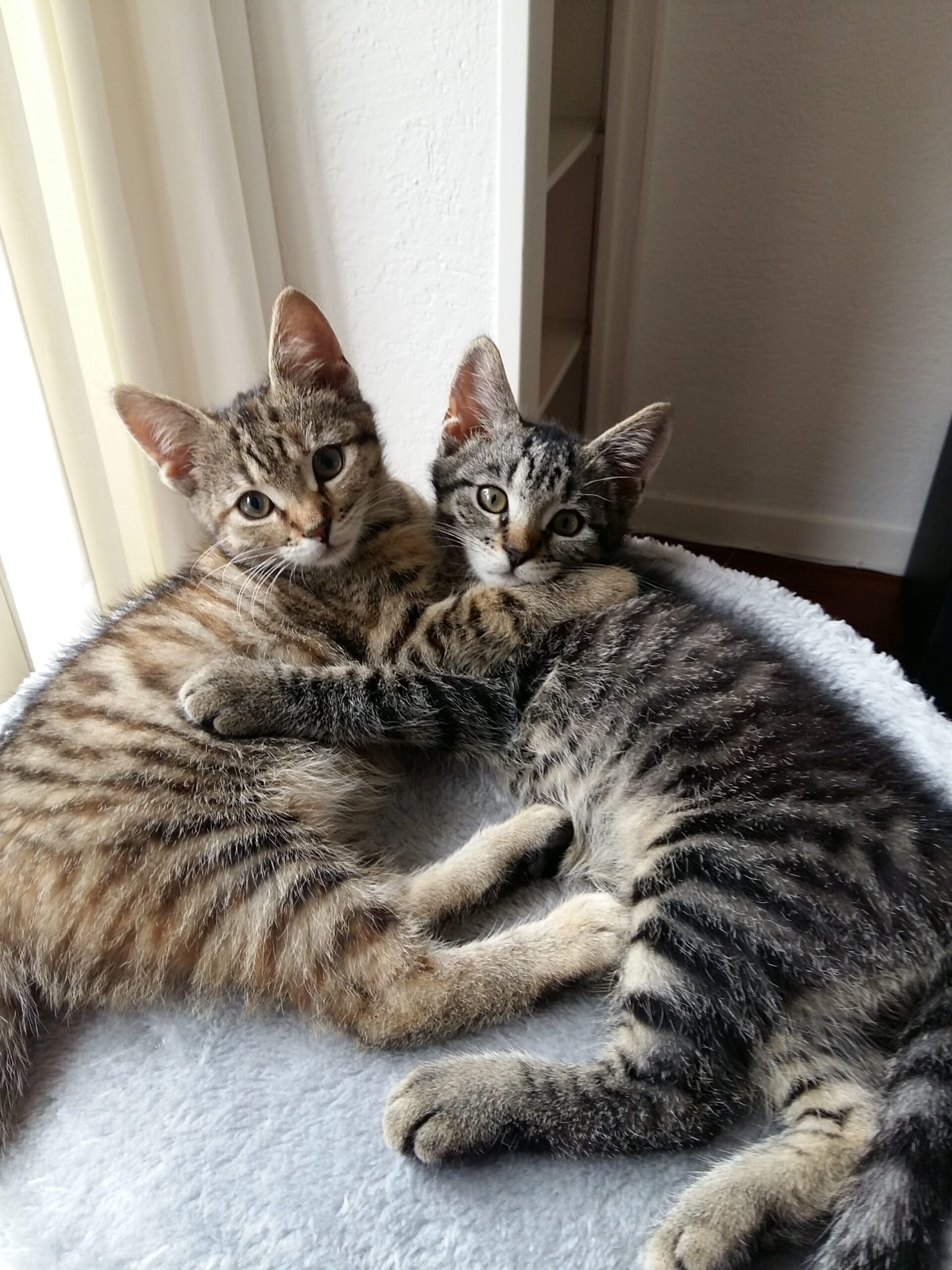 Mijn katten hebben ruzie
